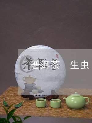 普洱茶 生虫/2023042919255